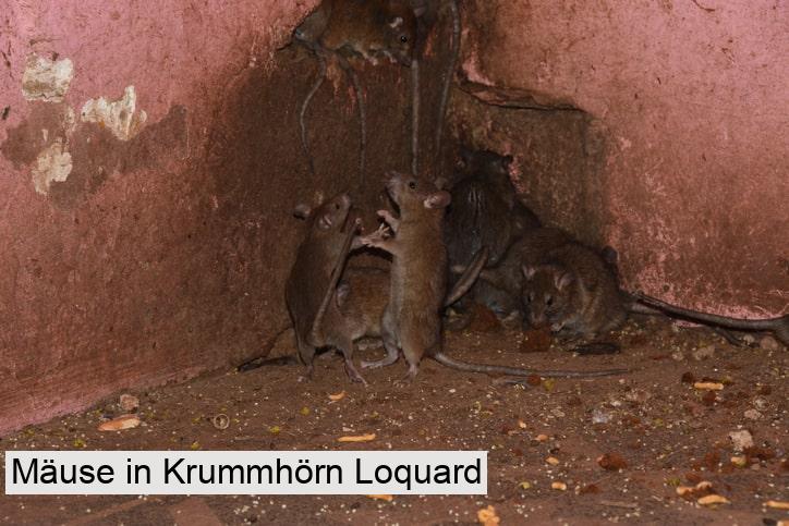 Mäuse in Krummhörn Loquard